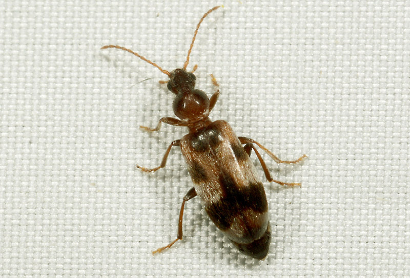 Anthicidae: Notoxus brachycerus